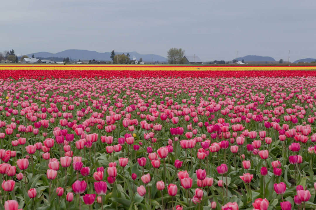 Skagit Valley Tulips