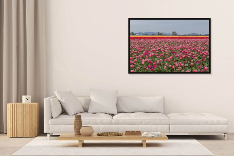 Skagit Valley Tulips - Image 4