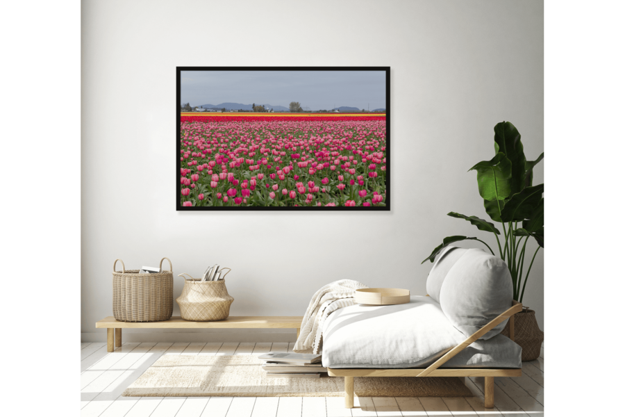 Skagit Valley Tulips - Image 7
