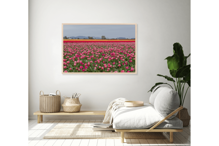 Skagit Valley Tulips - Image 5