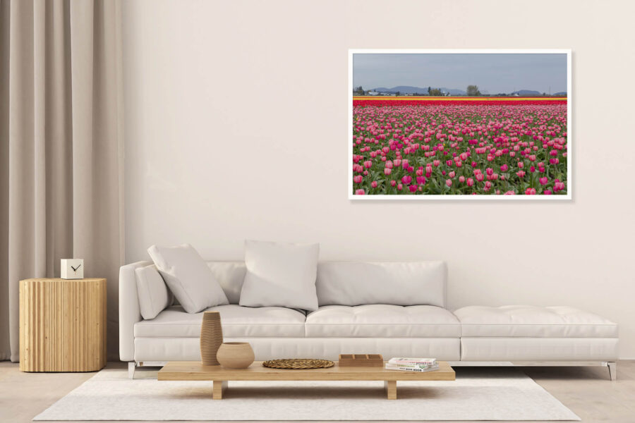 Skagit Valley Tulips - Image 3